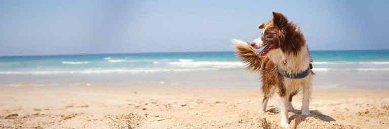 JustForPetStore Pet retail buying guides and insights