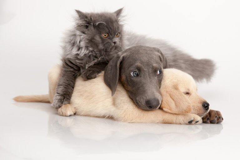 cats dogs pets group togetherness isolate