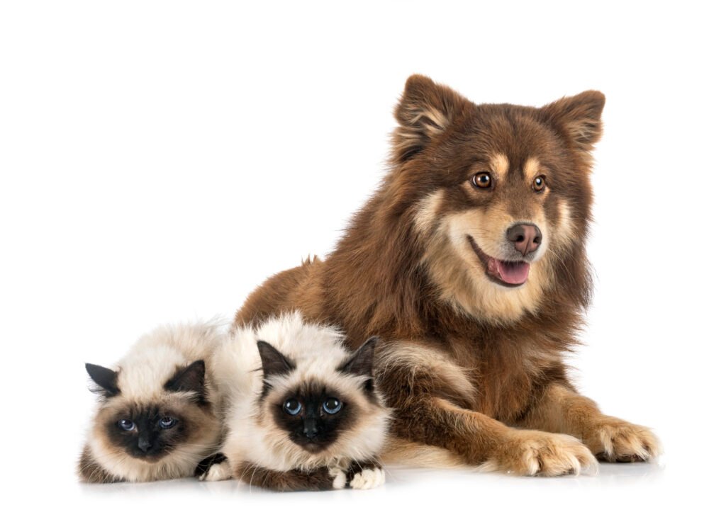 Pet Store Employee Retention: 2026 Guide | JustForPetStore