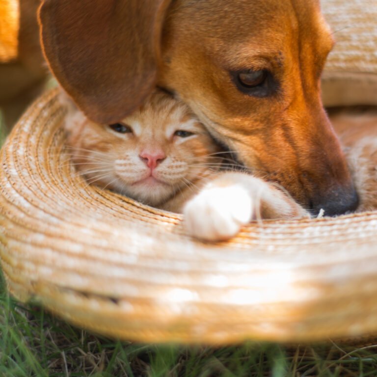Cute portrait of ginger dog and kitten