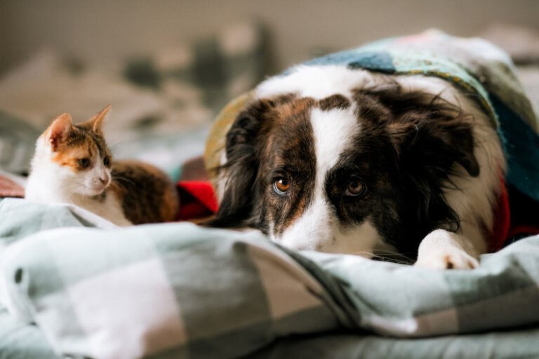 cute little cat and dog in bed at home