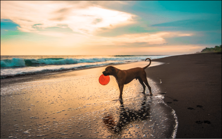 JustForPetStore Pet retail buying guides and insights
