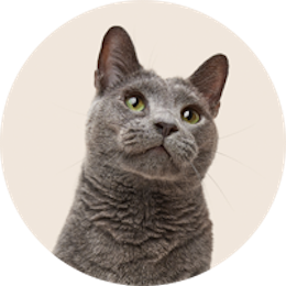 Cat supplies category – beds, toys, trees, and more