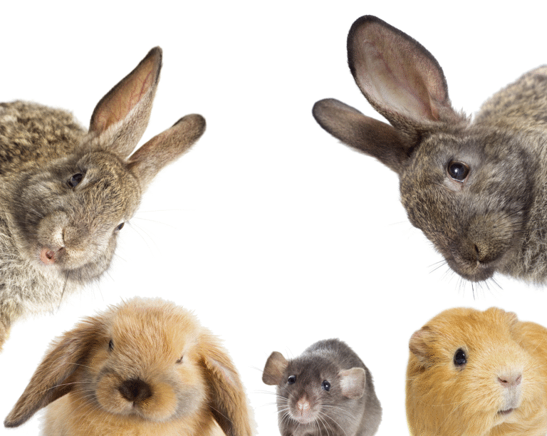 Wide range of pet supplies for horses, hamsters, rabbits, chickens, and other small pets