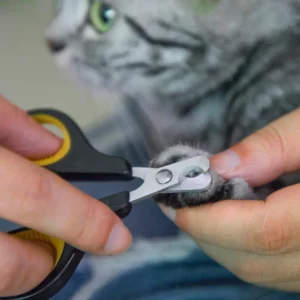 Pet owner using stainless steel cat nail clippers on a cat at home