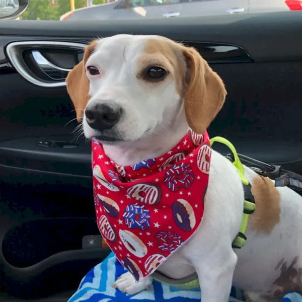 10002 Dog wearing summer printed polyester bandana at the beach – wholesale pet accessories for travel and outdoor activities