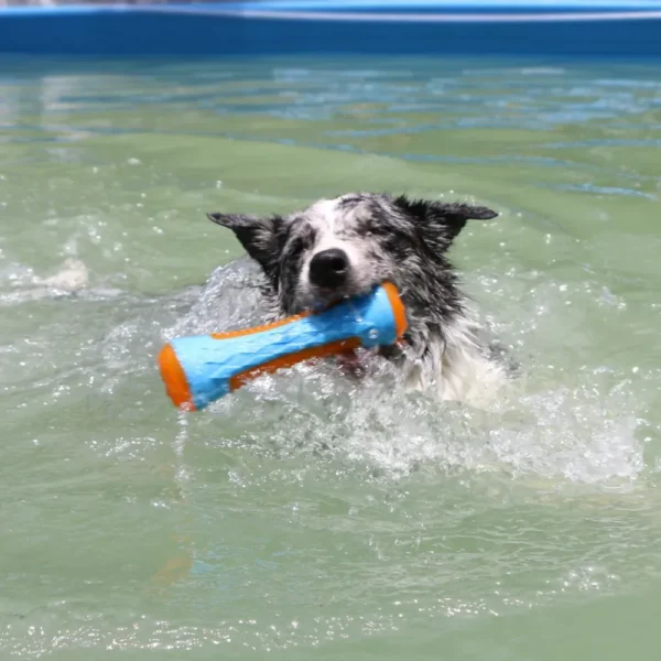 10004 Durable TPR Floating Dog Toy – Interactive Squeaky Chew for Water Play — product photo 4