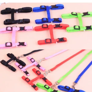 10004 Kitten wearing H-style nylon harness and leash set while walking outdoors on grass