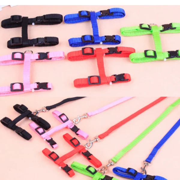 10004 Kitten wearing H-style nylon harness and leash set while walking outdoors on grass