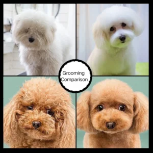 10008 Pet groomer using stainless steel grooming scissors on a dog in a grooming salon
