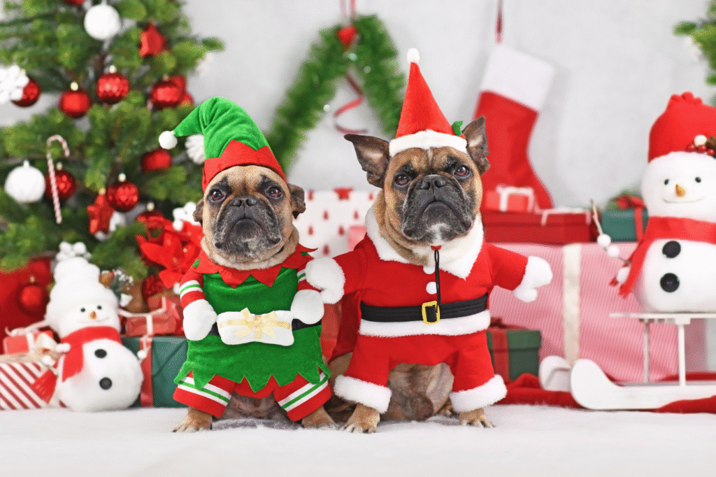 Pet Store Holiday Merchandising: 2026 Plan | JustForPetStore