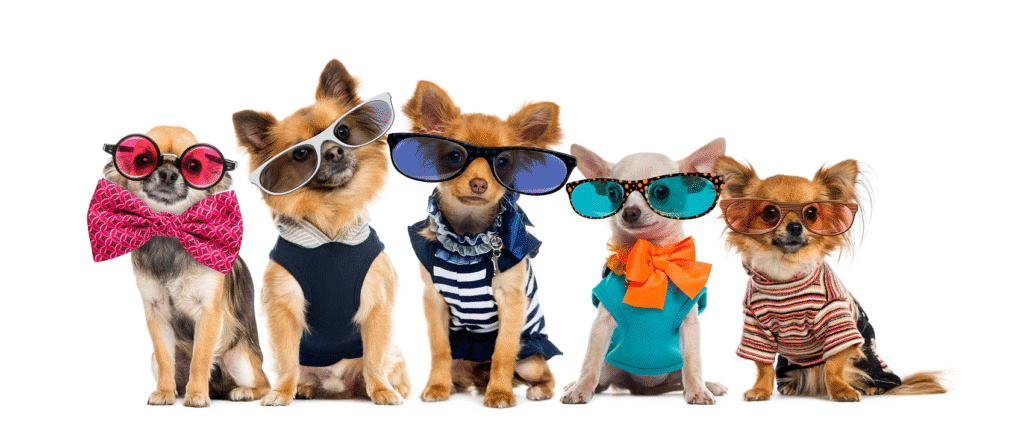 Dog Apparel Wholesale Guide: How to Choose Best-Selling Seasonal Items?