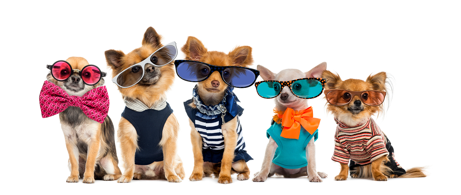 Dog apparel