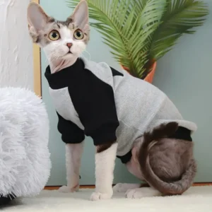 Cat wearing cotton sweatshirt indoors – wholesale pet apparel for grooming salons and pet boutiques