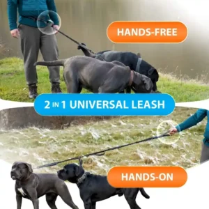 Dog owner jogging with two dogs using hands-free double dog running leash with waist belt