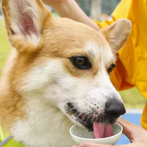 6ef21e552ce6a388e3add8f19787f6cd Dog drinking from portable pet water bottle during outdoor walk.