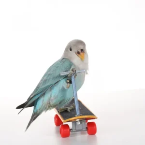 Parrot Intelligence Training Scooter Toy Skateboard with Alloy Stand – Interactive Bird Balance & Skill Training Toy (Wholesale)