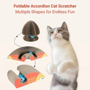 10009 indoor cat playing with cardboard scratcher toy