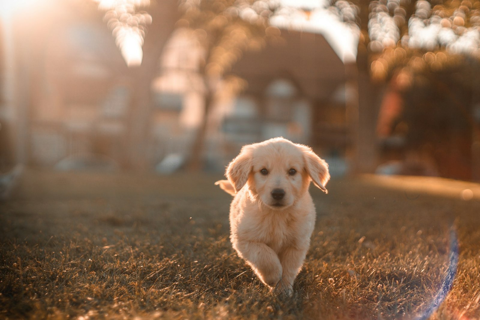 Common wholesale pet product questions answered for JustForPetStore retailers