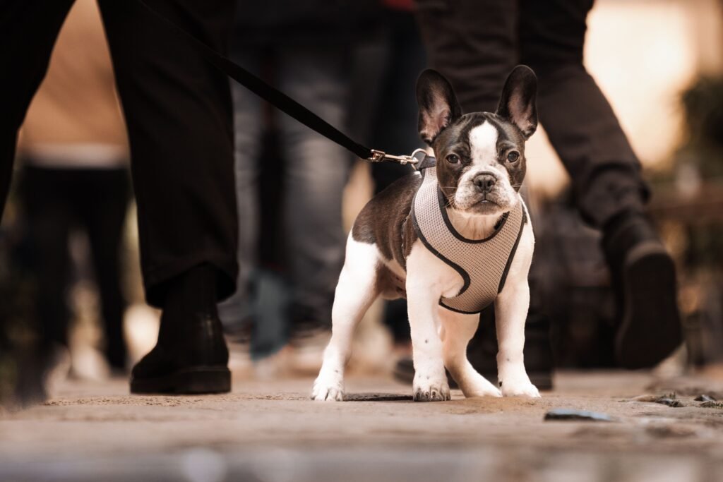 Harness vs Collar vs Leash: How to Merchandise the Daily-Walk Category