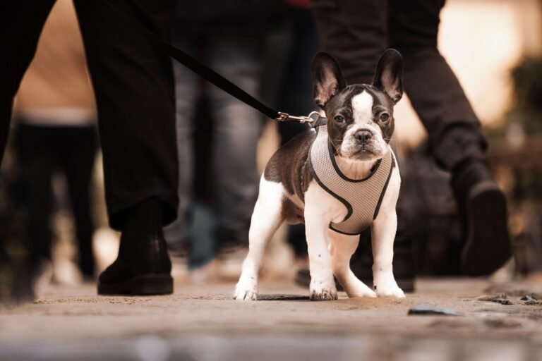 Harness vs Collar vs Leash: How to Merchandise the Daily-Walk Category — product photo