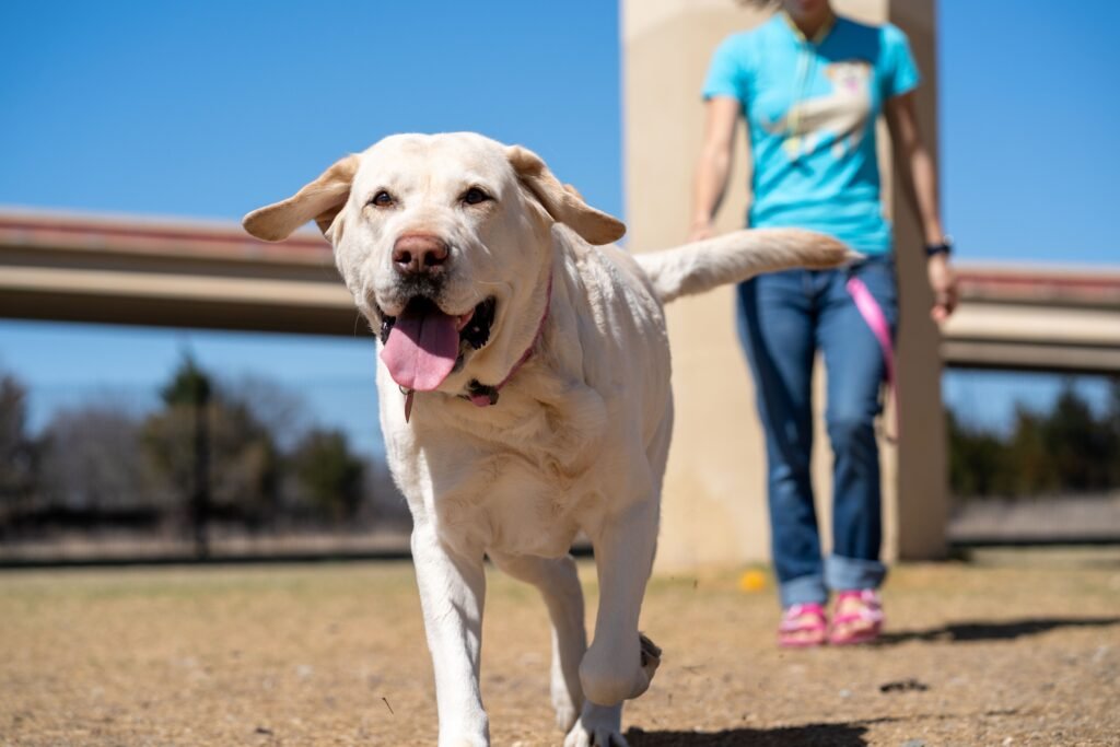 Pet Wellness & Seasonal Retail Guide: Year-Round Profit Plays