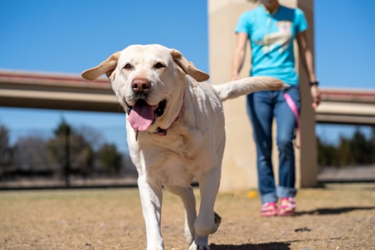 Pet Wellness & Seasonal Retail Guide: Year-Round Profit Plays — product photo