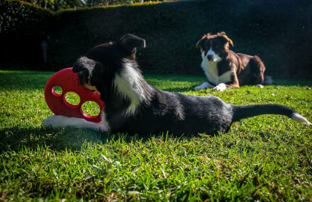 Puzzle Toys and Mental Stimulation: A Trainer's Guide to Enrichment