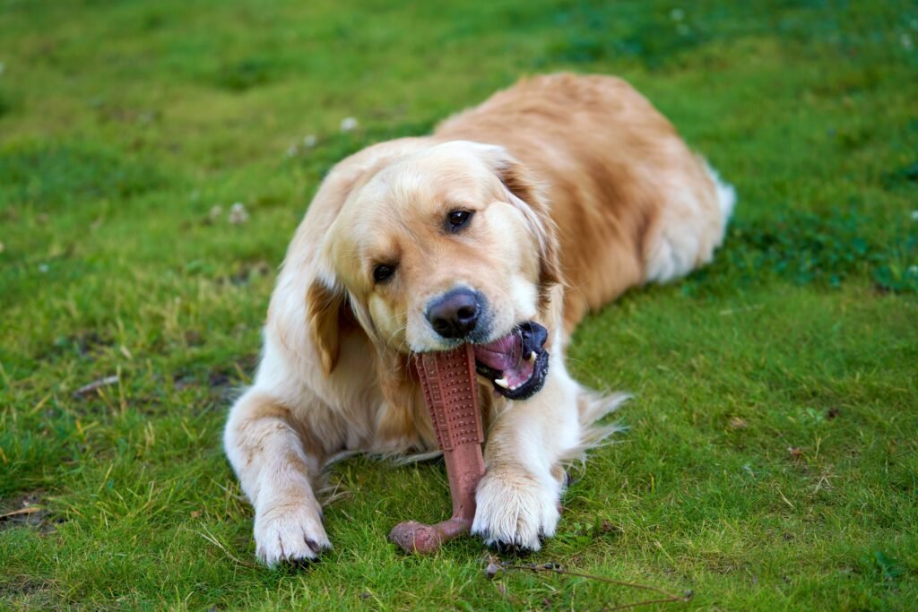 Dog Dental Health: Chews, Toys and Bowls That Protect Teeth