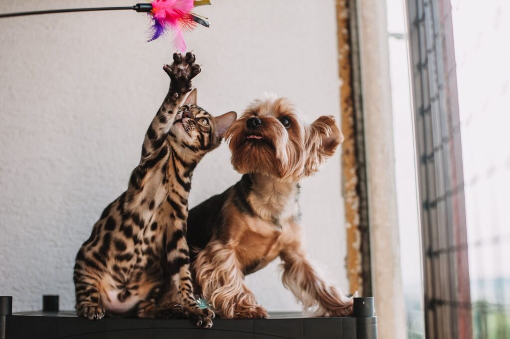 Pet Toys & Enrichment Wholesale Guide: What Sells and Why