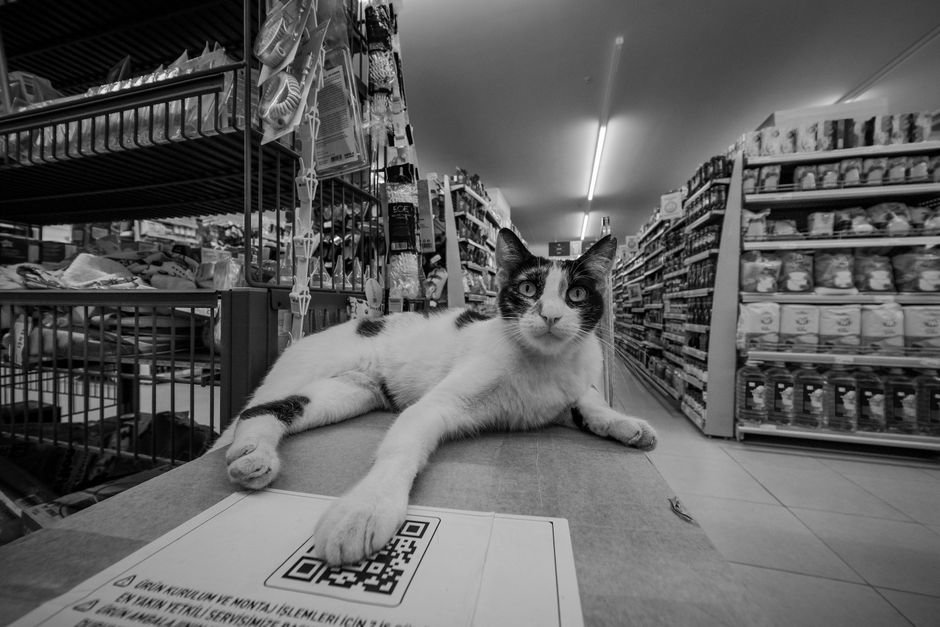 Cat Store Essentials: Building a Profitable Feline Aisle with Curated KITs