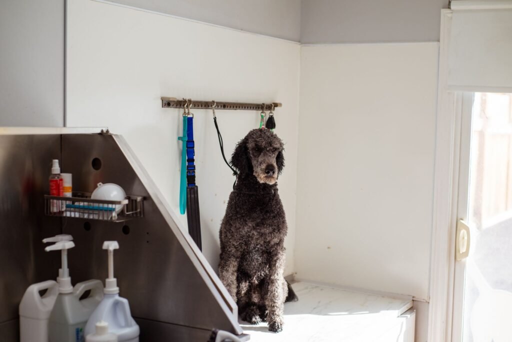 How a Dog Grooming Salon Added Retail and Doubled Revenue in 8 Months