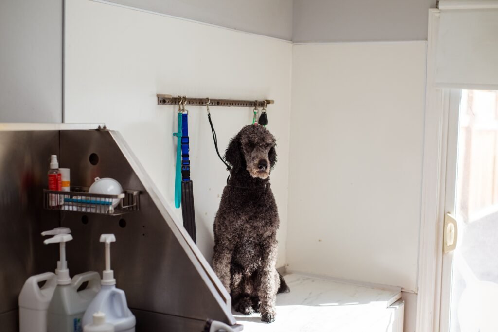 Pet Grooming & Hygiene Wholesale Guide: Build a Repeat-Purchase Aisle