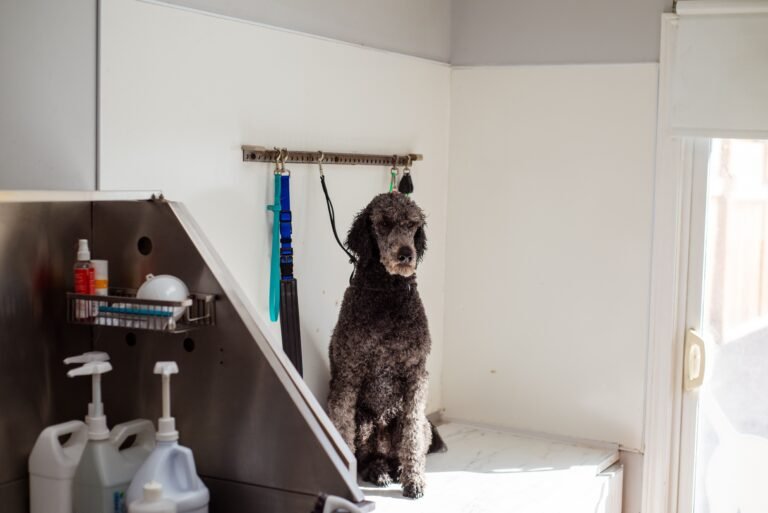 Pet Grooming & Hygiene Wholesale Guide: Build a Repeat-Purchase Aisle