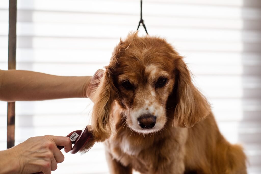 Dog Grooming Brushes Explained: Which Type Sells to Which Customer