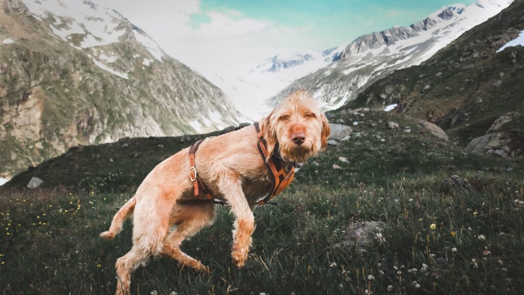 Pet Travel & Outdoor Wholesale Guide: Gear for Every Adventure