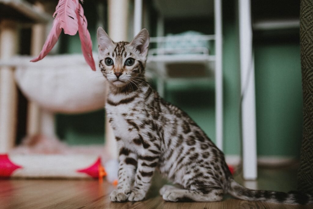 How to Build a Cat Toy Aisle That Cat Owners Keep Coming Back To