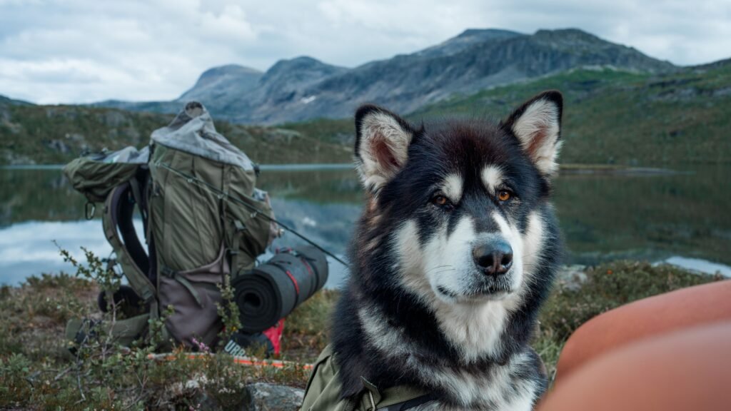 Traveling with Dogs by Car, Plane and Trail: A Wholesale Buyer's Guide
