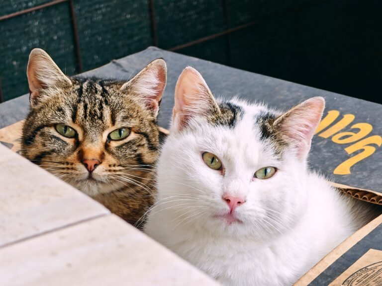 Pet Hygiene 101: The Daily, Weekly and Monthly Cleaning Routine Every Owner Needs — product photo