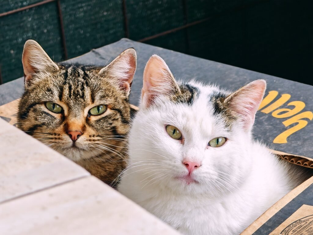 How to Choose Cat Litter and Waste Solutions That Keep Shelves Moving