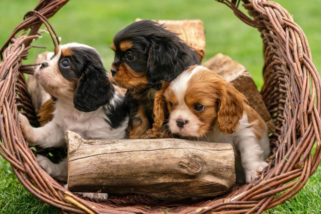 Dog Toy Trends 2026: What Independent Stores Should Stock Now