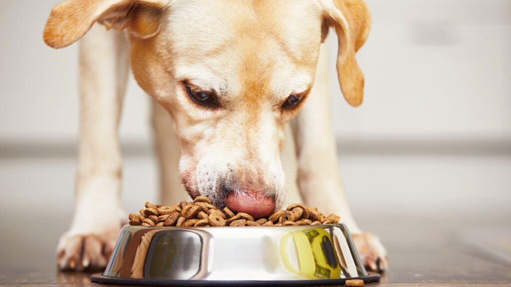 Pet Dropshipping Suppliers with No MOQ: The Stock-Free Playbook for Indie Pet Stores in 2026