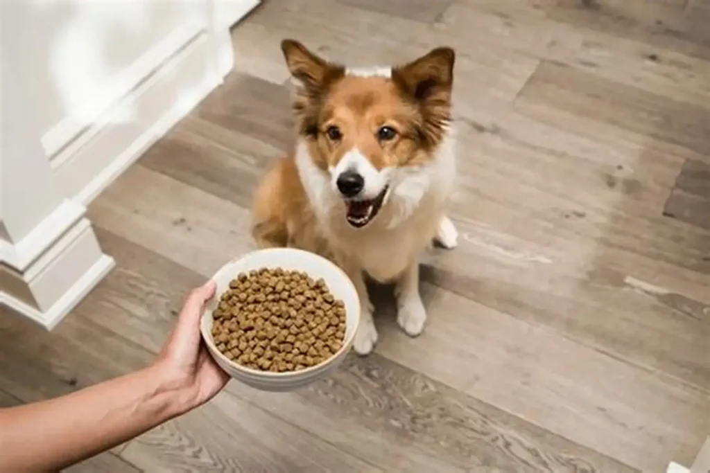 New Pet Store Starter Kit Dog Toys: Sourcing a Launch Range for 2026
