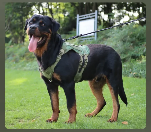 dchwm0009009-02.webp Tactical Dog Harness Vest Oxford Fabric for Large Dogs – product view 2