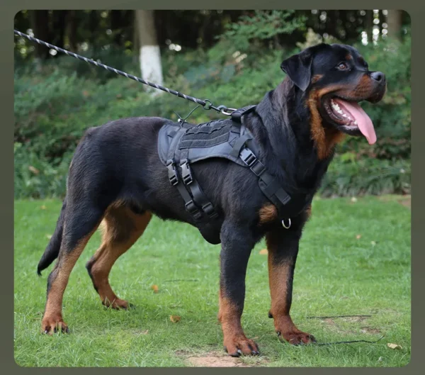dchwm0009009-03.webp Tactical Dog Harness Vest Oxford Fabric for Large Dogs – product view 3