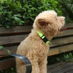 dchwm0034848-05.webp Reflective Adjustable Pet Collar Sporty Collar For Dogs – product view 5