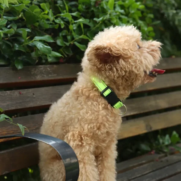 dchwm0034848-05.webp Reflective Adjustable Pet Collar Sporty Collar For Dogs – product view 5