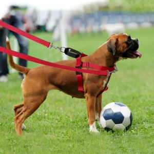 dchwm0035785-02.webp Adjustable Dog Harness Set for Small Medium Large Breeds – product view 2