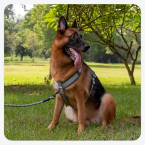 dchwm0036065-04.webp Adjustable Anti-Pull Dog Harness Set with Diving Fabric – product view 4