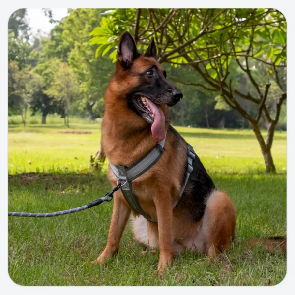 dchwm0036065-04.webp Adjustable Anti-Pull Dog Harness Set with Diving Fabric – product view 4